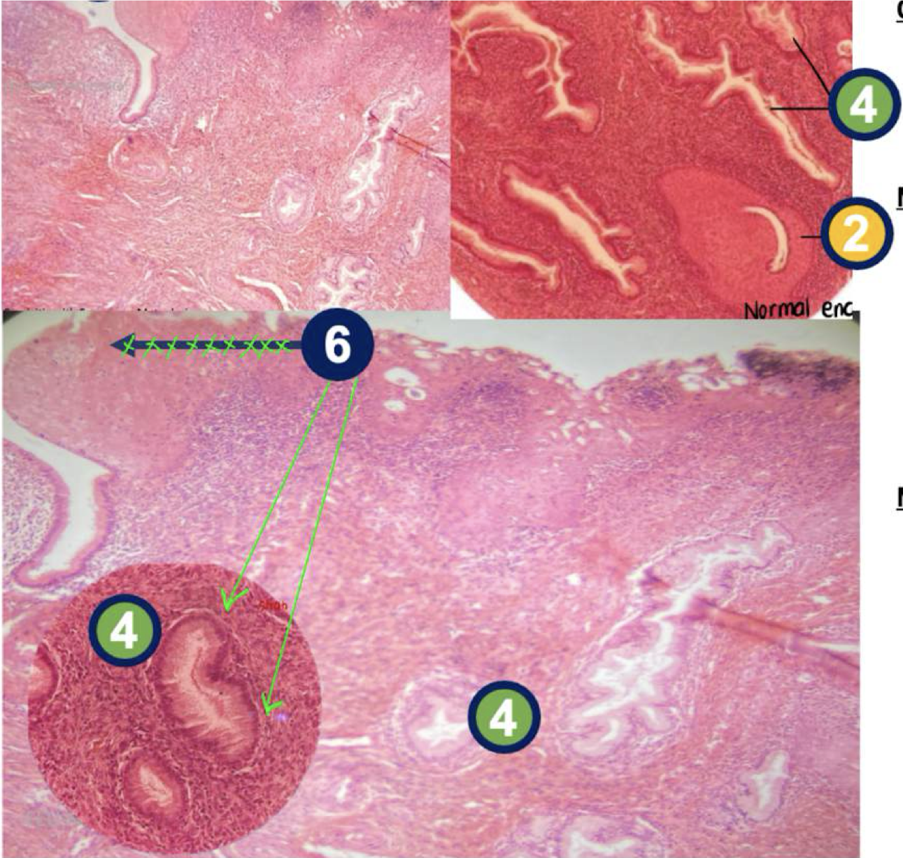 <p>Diagnose and identify labeled microscopic features</p>