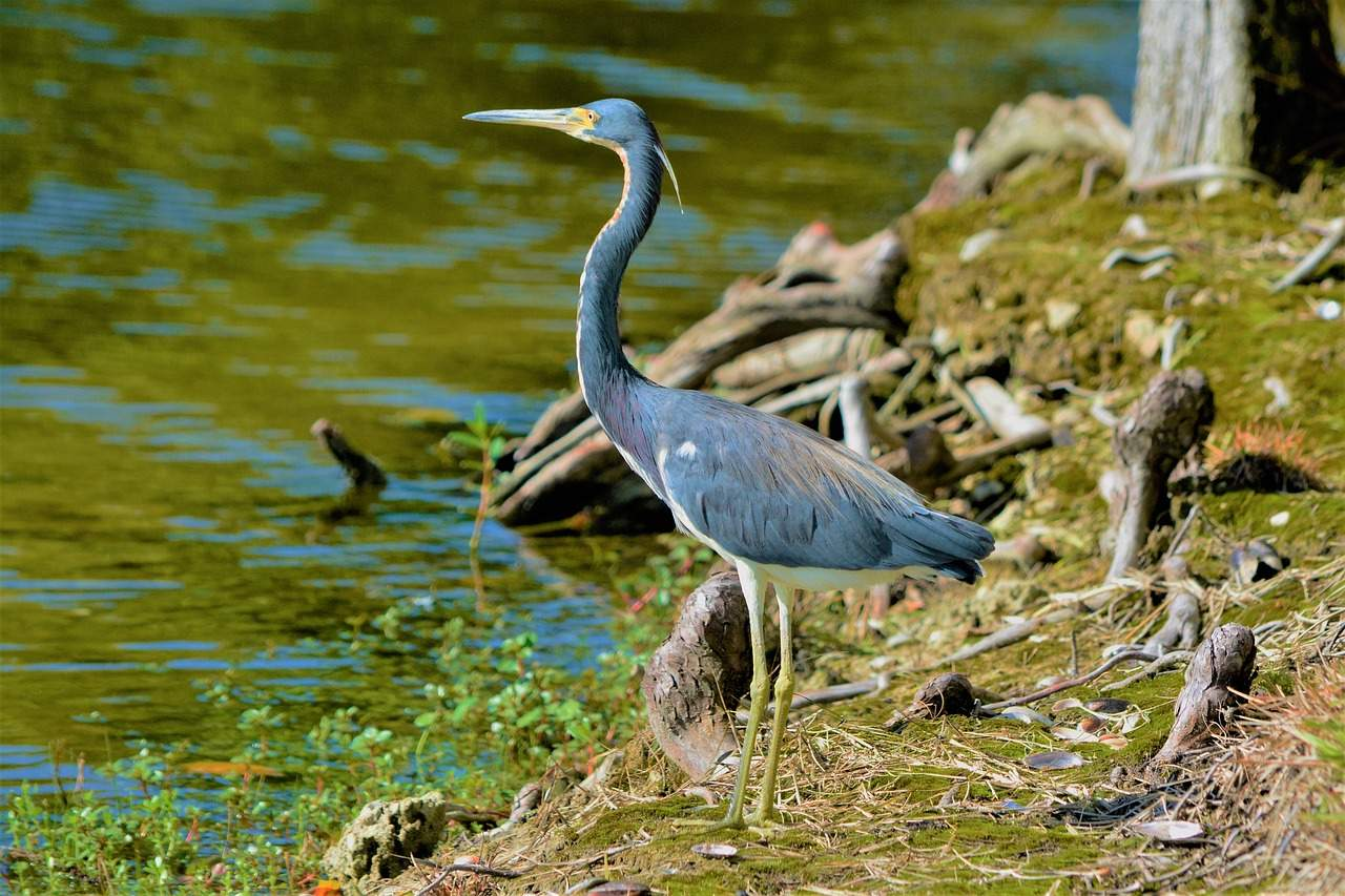 <p>The __________ _____ is a fairly small heron and inhabits coastal estuaries. They hunt by wading through coastal waters to catch small fish but are not as slow and methodical as the Great blue heron. </p><p>Identifying features: </p><ul><li><p>Mixture of blue-gray, lavender, and white </p></li><li><p>White belly unlike other dark herons </p></li><li><p>Yellowish legs </p></li><li><p>Bright yellow patch around the bill </p></li></ul><p>Breeding __________ _____ differs with: </p><ul><li><p>Pink legs </p></li><li><p>Bright blue patch of skin around bill </p></li><li><p>Small white plumes extending from back of head </p></li><li><p>Flourishes extending off back </p></li></ul><p></p>
