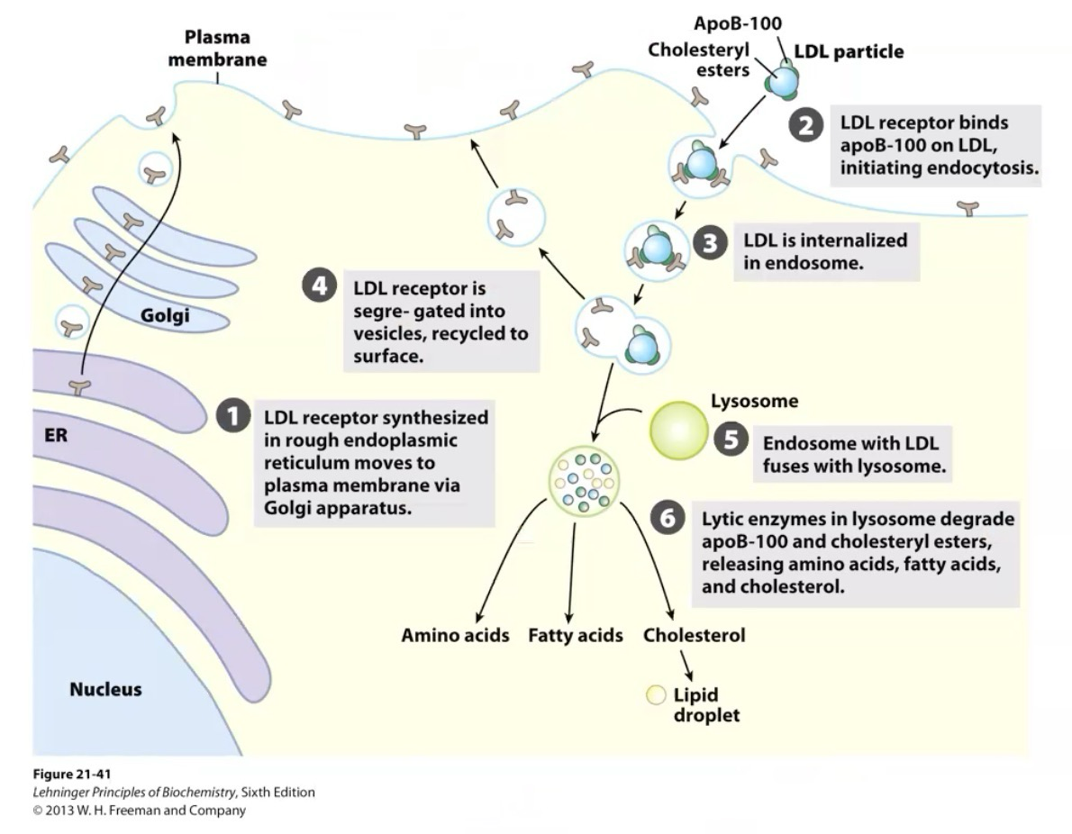<p>ApoB-100 is recognized on LDL, initiates endocytosis. LDL enters adipocyte, LDL receptor is recycled and put back on membrane surface, LDL content is recycled</p>
