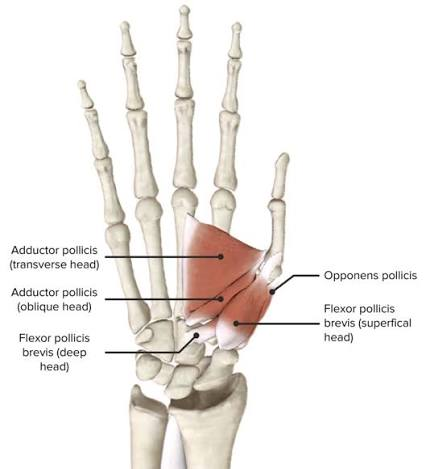 <ul><li><p>a short, broad thenar muscle composed of superficial and deep heads</p></li><li><p>the deep head can vary in size and sometimes be absent</p></li></ul><p></p><p>origin → superficial head: flexor retinaculum, tubercle of trapezium bone</p><p>→ deep head: trapezoid and capitate bones</p><p>insertion → lateral aspect of base of proximal phalanx (via radial sesamoid bone)</p><p>action → thumb flexion at carpometacarpal and metacarpophalangeal joints</p><p>innervation → superficial head: recurrent branch of median nereve</p><p>→ deep head: deep branch of ulnar nerve (C8, T1)</p><p>blood supply → superficial palmar artery, princeps pollicis artery, radialis indicis artery</p>