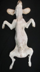 <p>_____ recumbency</p>