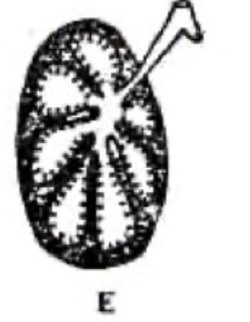 <p>What kind of creature has lungs that look like this?</p>