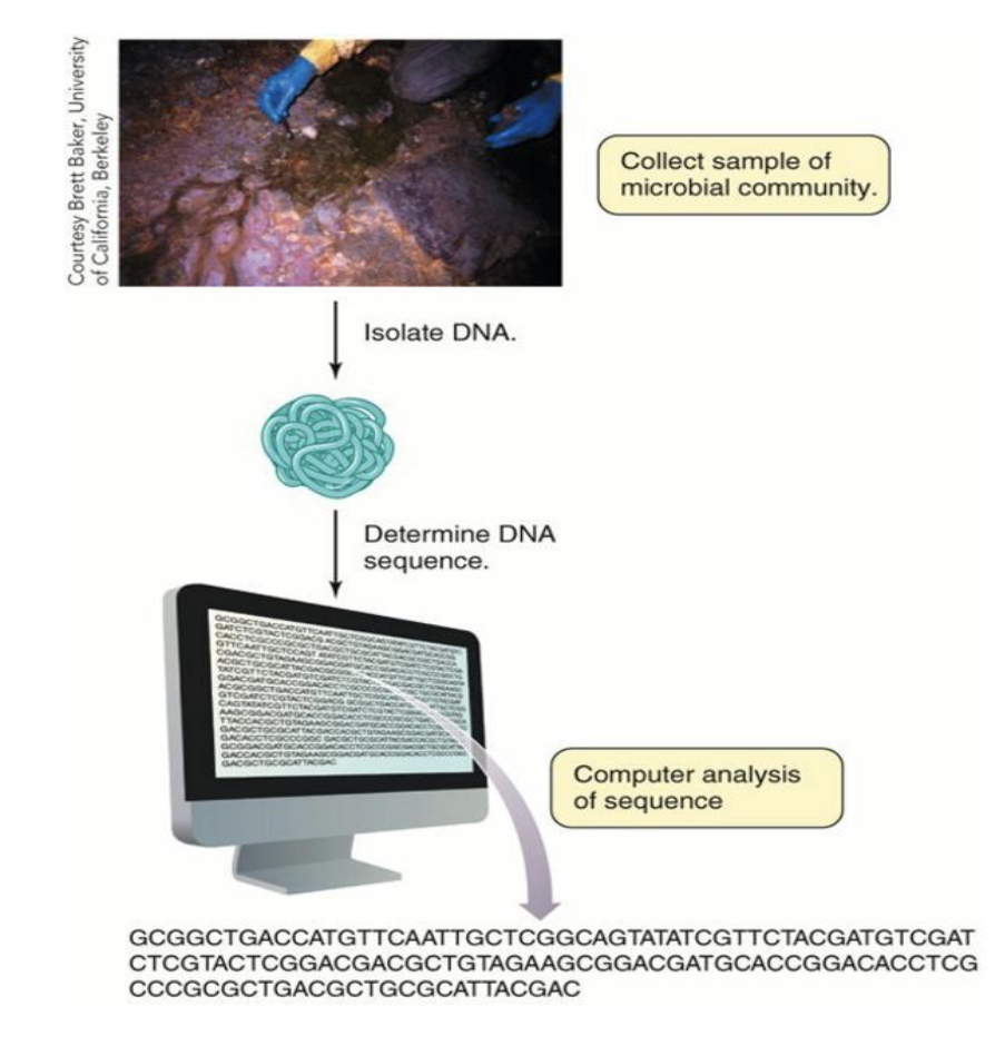 <ul><li><p>Next gen sequencing allows DNA to be extract directly from microbial communities and sequenced</p></li><li><p>Very useful for studying unculturable microorganisms</p></li><li><p>Analysis of sequences is the challenging part.</p><ul><li><p>The trick is to eliminate sequences that we already know about to find new genes, potentially from new organisms.</p></li></ul></li></ul><p></p>