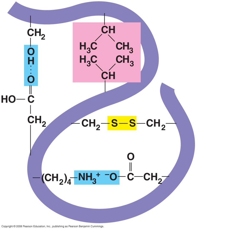 <p>3D shape of polypeptide chain</p><ul><li><p>determined by weak forces (H-bonding, iconic attraction, and hydrophobic interaction) and covalent linkages </p></li><li><p>from <mark data-color="yellow" style="background-color: yellow; color: inherit;">R-GROUPS</mark>, not backbone of amino acid</p></li></ul><p></p>