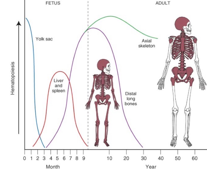 <p>Yolk sac: mesoblastic period—> Liver: hepatic period—>Spleen: hepatic period—> Bone marrow</p>
