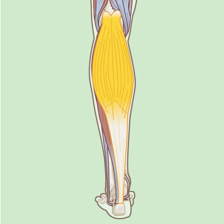 <p>Gastrocnemius- A major calf muscle that works with the soleus to facilitate plantarflexion and assists in knee flexion. </p>