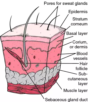 <p>Under the skin and around organs such as the kidneys and heart.</p>