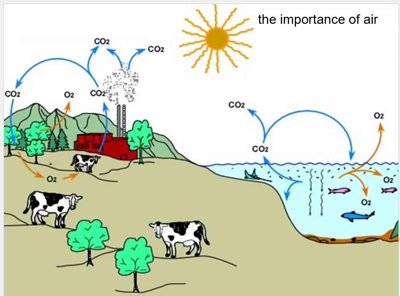 <p>It’s essential for respiration</p>