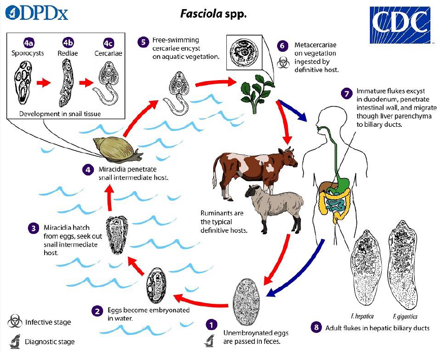 <p>Ingested metacercariae excyst in the duodenum of host, penetrate intestinal wall, migrate to liver to bile ducts. Migration lasts 6-8 weeks</p>