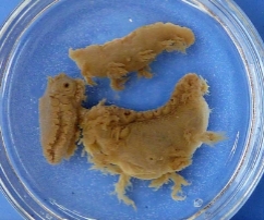 <ol><li><p>identify Kingdom, Phylum, Class, Informal Group, Genus</p></li></ol><p></p>