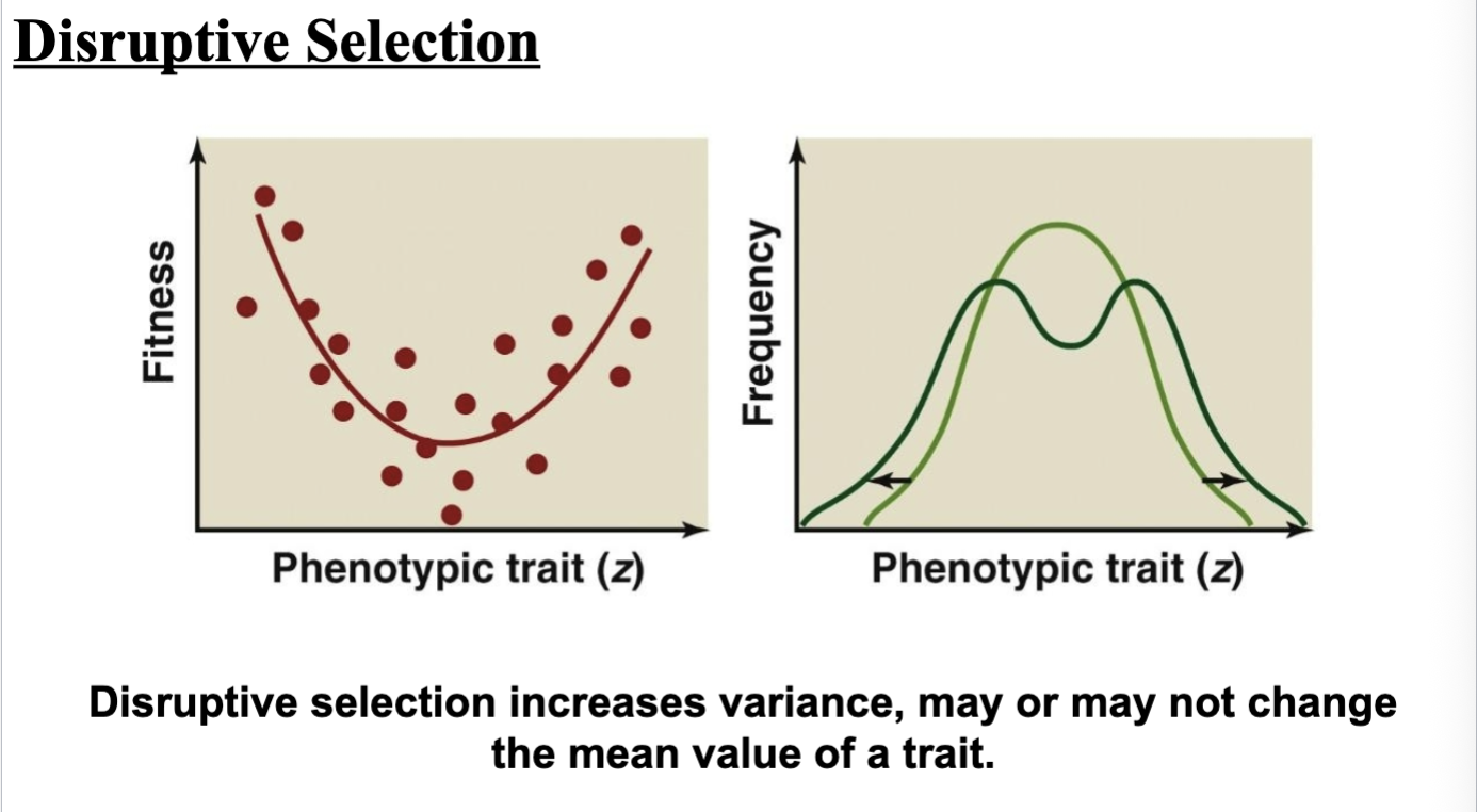 <p>Individuals at the extremes of a character distribution have the highest fitness; increased variance; bimodal distribution of traits</p>