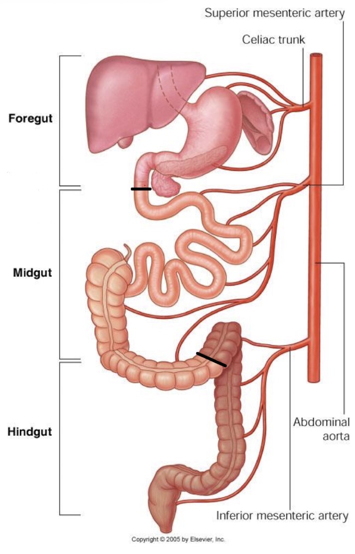 <p>inferior mesenteric artery </p>