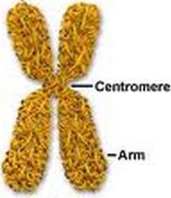 <p>condensed, coiled, and shorted DNA (this occurs during mitosis and meiosis)</p>