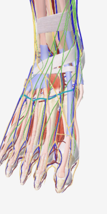 <p>Oppervlakkig, voetrug</p>