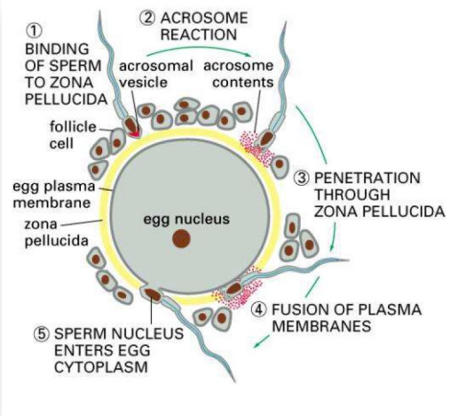 <ul><li><p>Acrosome derived from Golgi</p></li><li><p>contains digestive enzymes (including hyaluronidase and acrosin)</p><ul><li><p>These enzymes are needed to break through the layer of cumulus cells that surround the egg</p></li></ul></li></ul><div data-type="horizontalRule"><hr></div><p><strong>Acrosome reaction:</strong></p><ul><li><p>sperm binds to zona pellucida (at surface of egg)</p></li><li><p>acrosome content released to help sperm head break through zona pellucida </p></li><li><p>plasma membrane of sperm and egg are fused - allowing sperm nucleus and centriole to enter egg. Sperm mitochondria in most cases cannot enter (mitochondria is maternally derived)</p></li></ul><p></p>