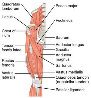<p>What Posterolateral Hip Muscles (COVERED?)</p>