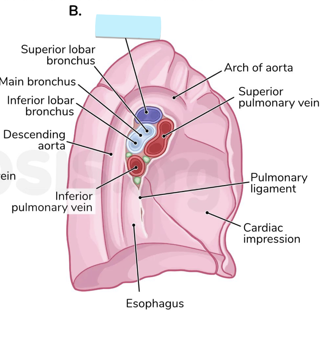 <p>the top and largest vessel, split up </p><ul><li><p>strucutre</p></li></ul><p></p>