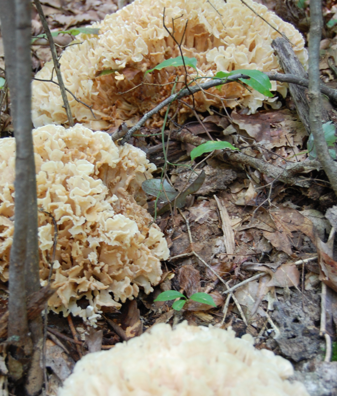 <p>Sparassis spathulata</p>