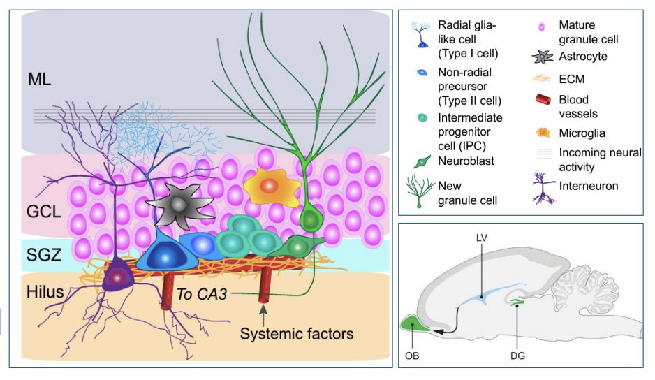 <p>the cellular architecture of the niche</p>