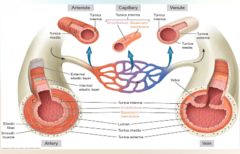<p>Thicker muscle layer than arteries to help restrict blood flow into the capillaries</p><p>thinner elastic layer and walls than arteries since blood pressure is lower</p><p>no valves</p>
