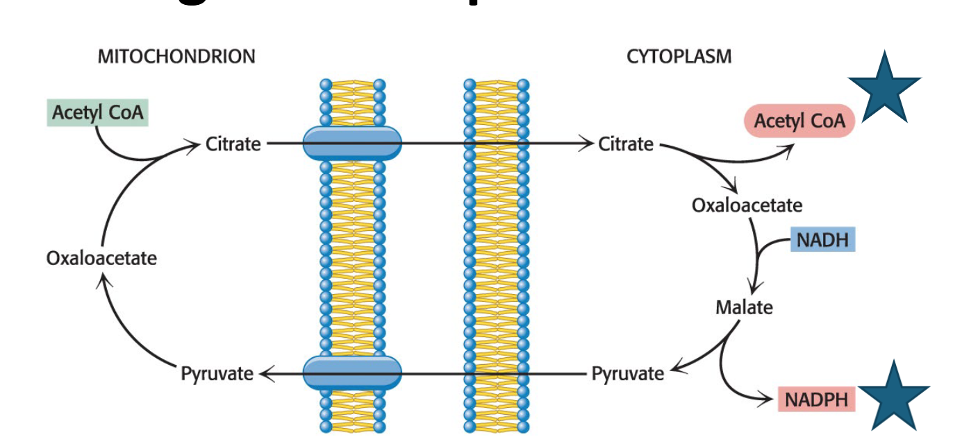 <p>NADPH. It is used in the reduction steps of fatty acid synthesis (during breakdown)</p>