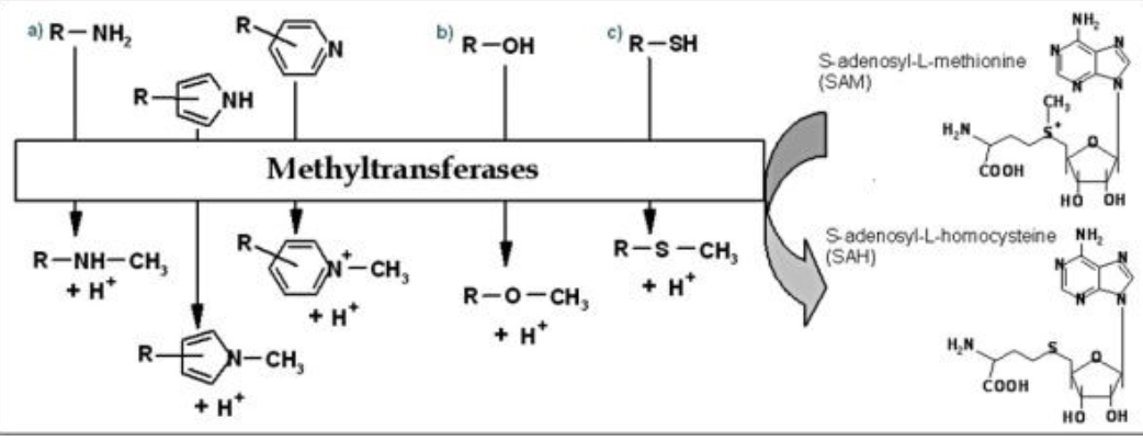 <p><span>adding a –CH3 group, does not dramatically alter the solubility of</span><br><span>substrates and results either in inactive or active compounds, requires the co-factor S-adenosylmethionine (SAM)</span></p>