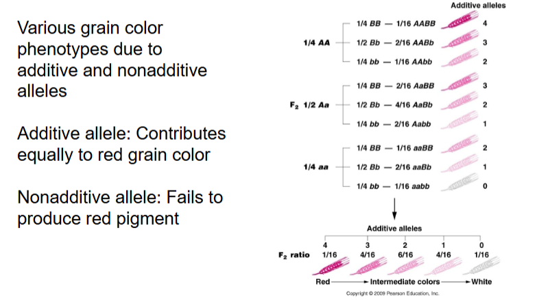 <p>more of a range of phenotypes</p>