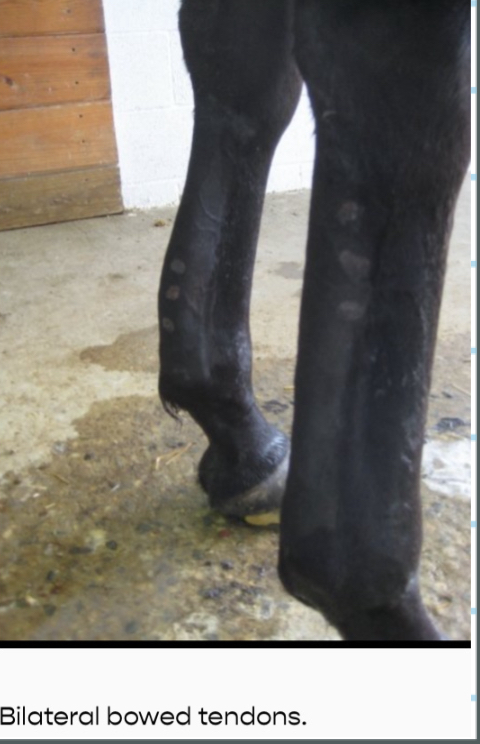 <p>Bowed Tendon/Tendonitis/Desmitis: D.X</p>