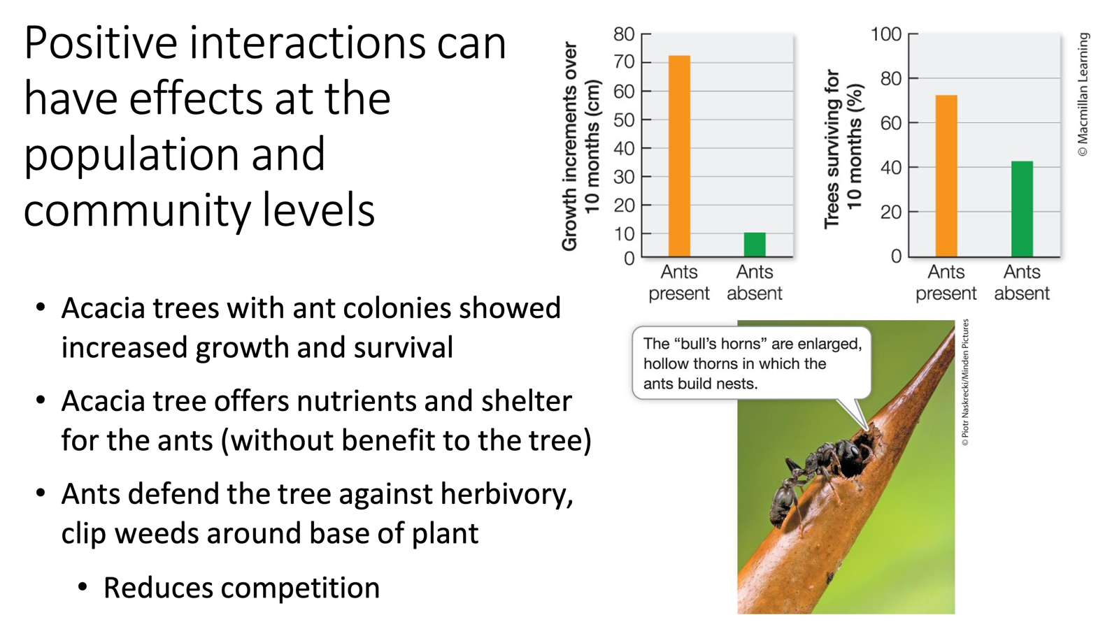 <ul><li><p>Population AND community levels</p><ul><li><p>Example: acacia trees with ant colonies have increased growth and survival</p><ul><li><p>Acacia trees offer nutrients and shelter</p><ul><li><p>With no benefit to the tree</p></li></ul></li><li><p>Ants defend the tree against herbivory through weed clipping</p><ul><li><p>Reduces competition (less likely for neighbors to form and outgrow tree)</p></li></ul></li></ul></li></ul></li></ul><p></p>