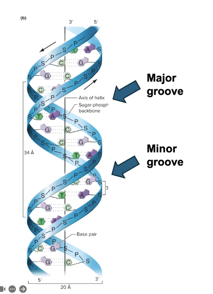 <p>TFs make SPECIFIC interactions w/DNA</p><p>→ Direct interactions between specific amino acids and bases in the MAJOR GROOVE<br><br>Major groove is larger and has more opportunities for interactions and bonds to occur</p><p>→ Different minor groove interactions are not unique between some nucleobase combinations, thus not good for reading DNA</p>