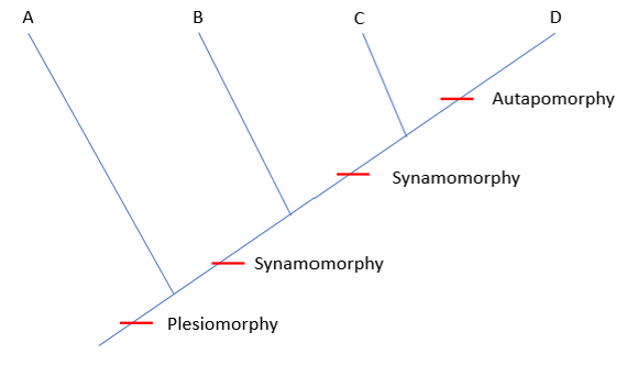 <p>Uniquely derived character trait</p>