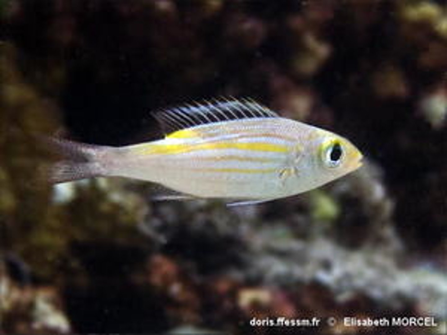 <p>Gnathodentex aurolineatus</p>