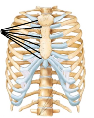<p>between the sternum and ribs</p>