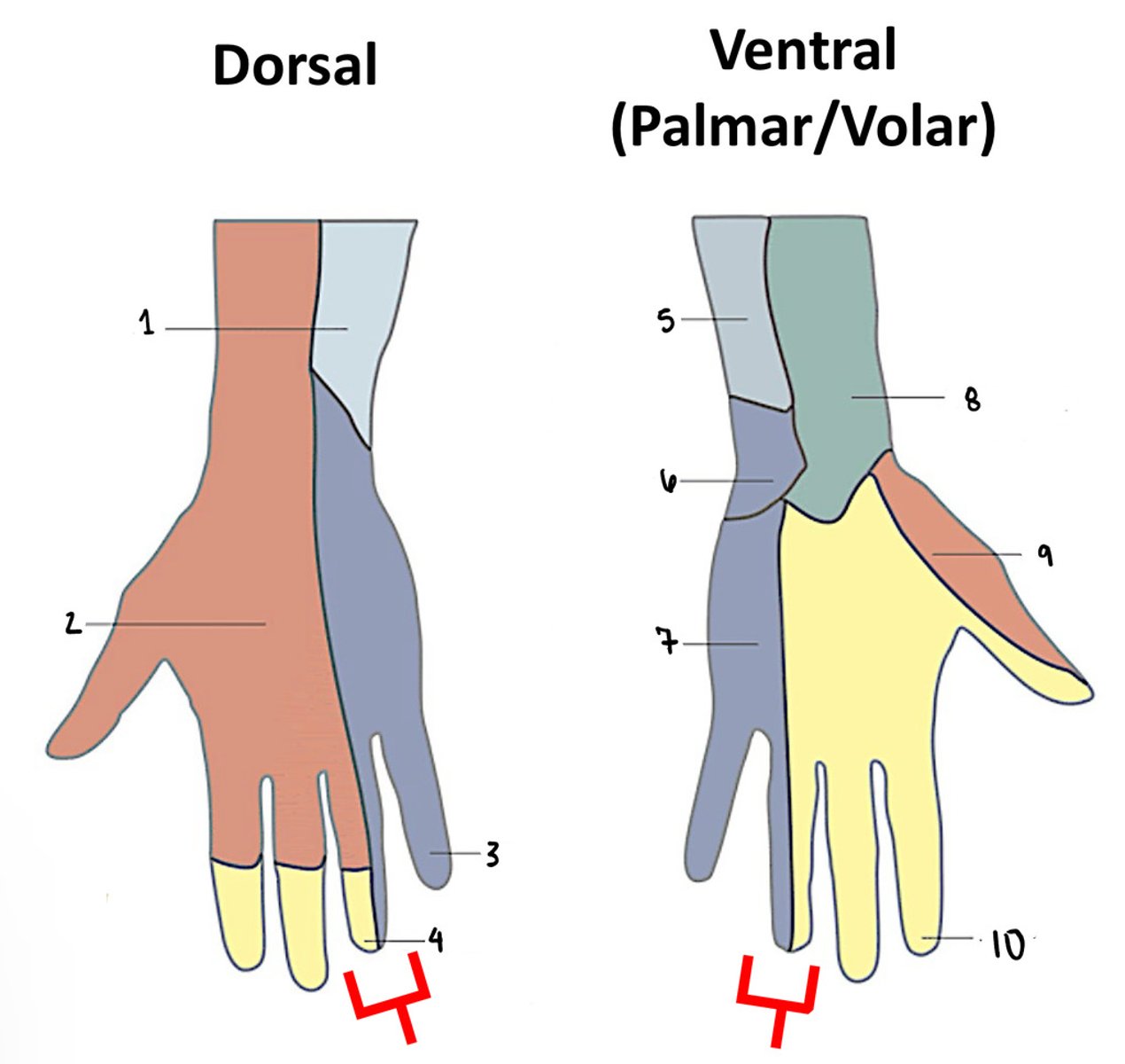 <p>- begins in wrist</p><p>- to medial palm</p>