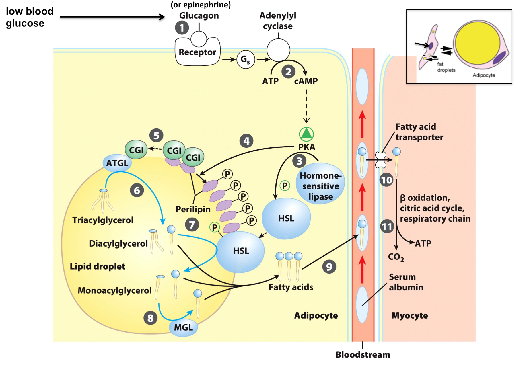 <p>Glucagon (+ epinephrine) stimulate cAMP cascade in adipocytes which causes HSL (hormone sensitive lipase) to hydrolyze TAGs and FAs are released into the blood where albumin carries them to tissues </p>