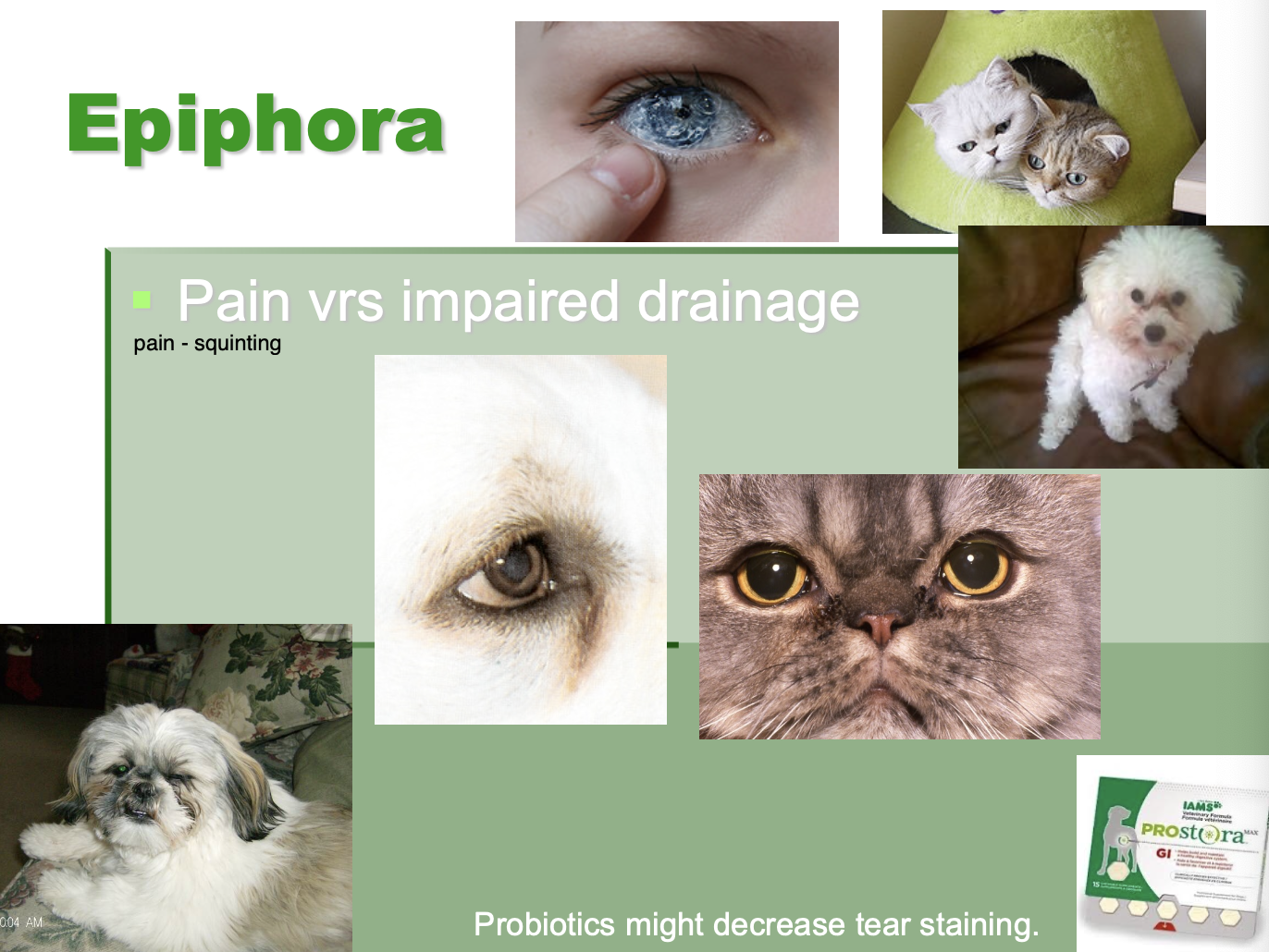 <p>excessive tearing or drainage</p>