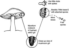 <p>Basidia</p>