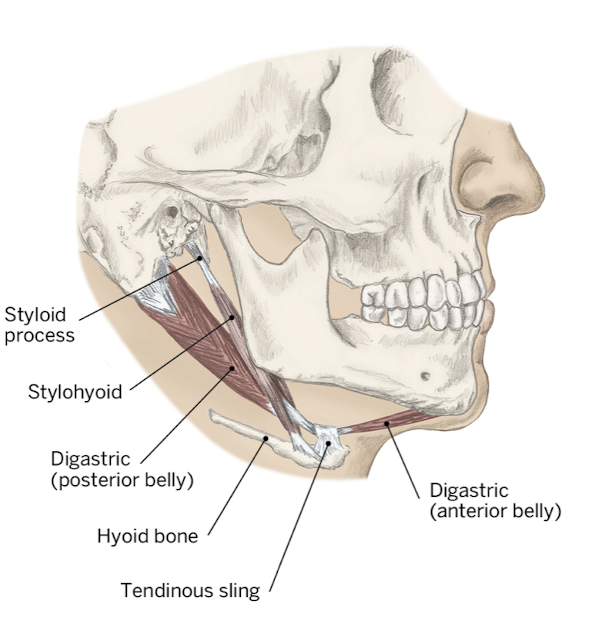 <p>What is the origin and insertion of the digastric/</p>