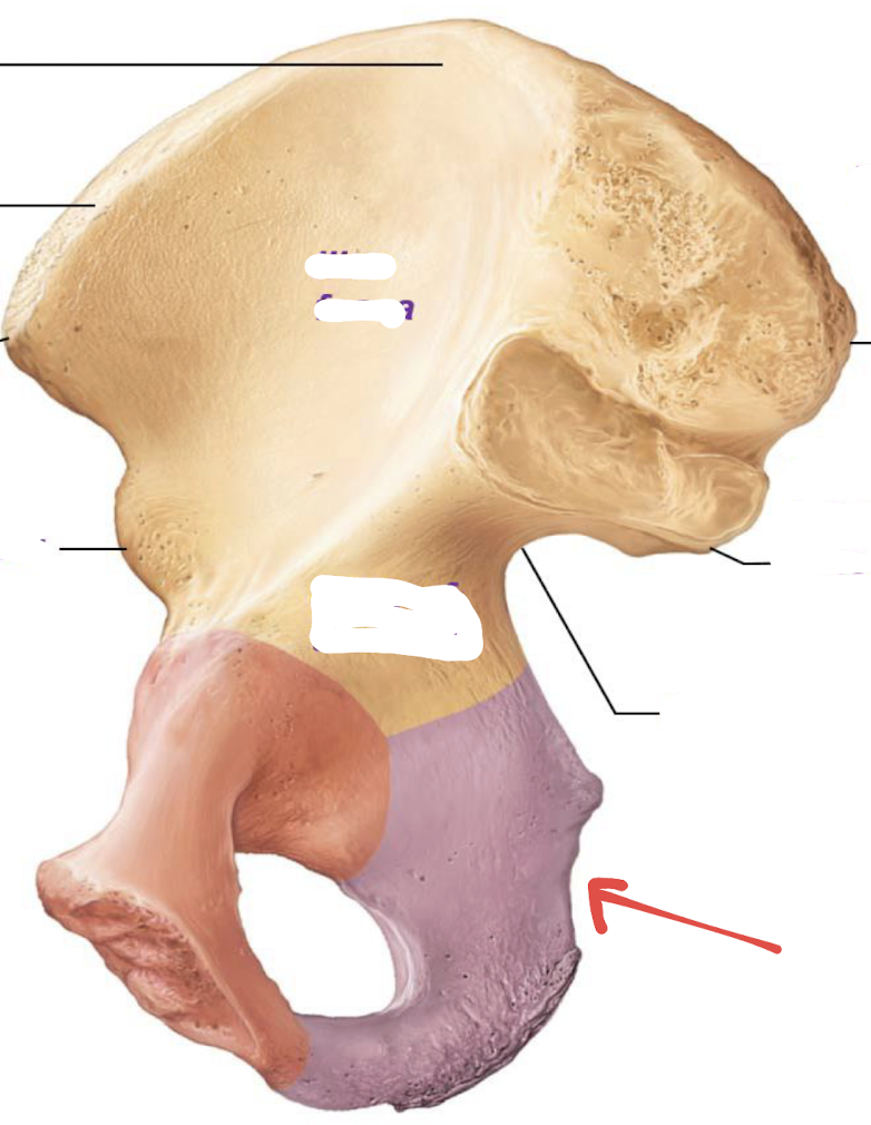 <p>what is this part of the hip?</p>