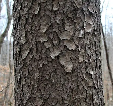 <p>Common Name: Black Cherry </p><p>Genus: <em>Prunus </em></p><p>Species: <em>serotina </em></p><p>small leaves that decompose, darkest bark in the forest with scaly/plate-like “potato chip” look</p>
