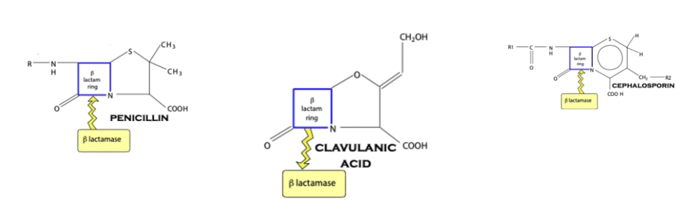 <p><u>Definition:</u> β-lactamase inhibitor which increases activity of penicillins</p><ul><li><p>Covalently bind with bacterial β-lactamase to inhibit destruction of the β-lactam ring</p></li></ul><p><u>Indication:</u> Given in conjunction with broad-spectrum penicillins against G- (not necessary for G+ as β-lactams are NOT confined to the periplasmic space)</p>