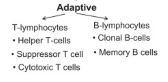 <p>A type of immunity that involves the production of antibodies by B cells to recognize antigens</p><p>- tcells and Bcells</p>
