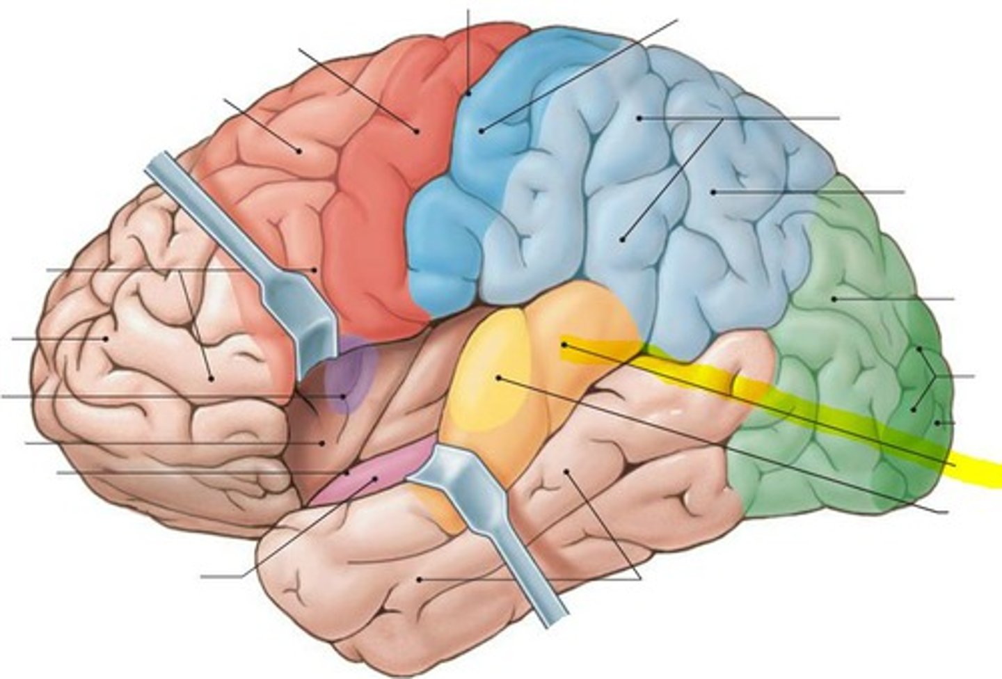 <p>Auditory association cortex</p>