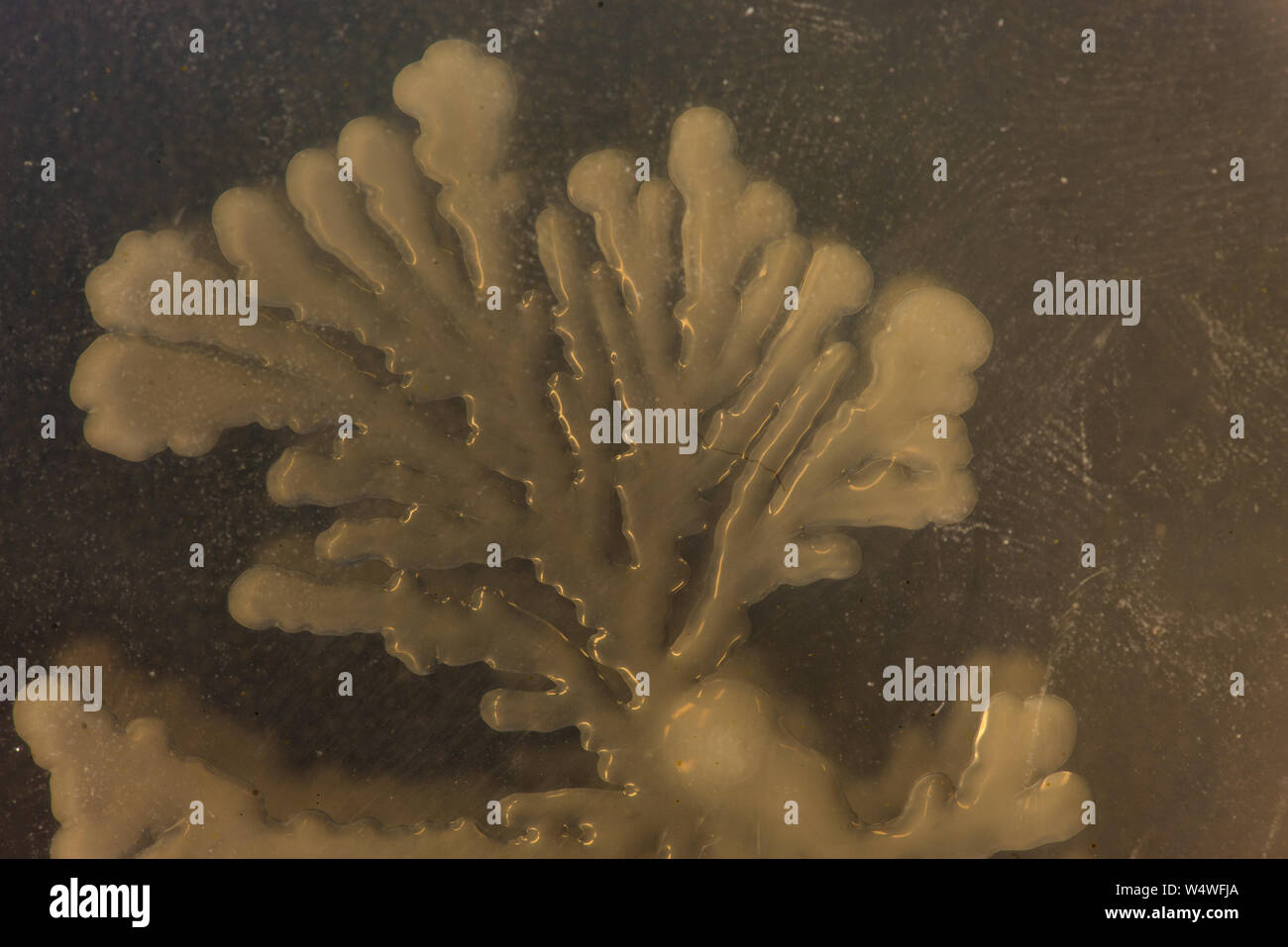 <p>What shape is this?</p>