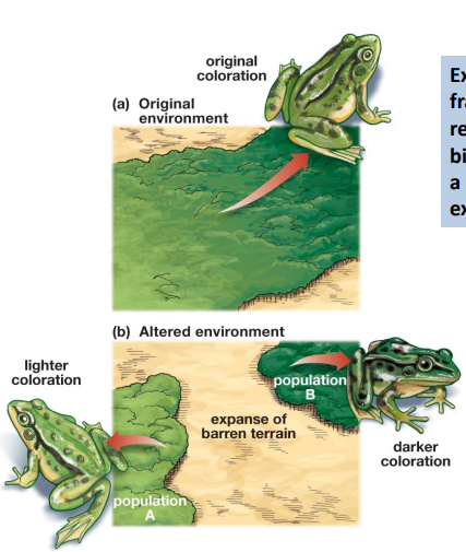 <p>Habitat fragmentaition</p>