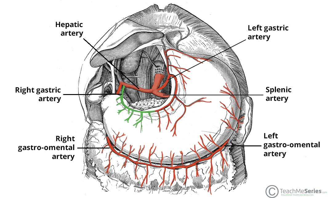 <ul><li><p>right gastric artery</p><ul><li><p>usually branches from proper hepatic artery</p></li><li><p>anastomoses with left gastric artery</p></li></ul></li></ul><p></p>