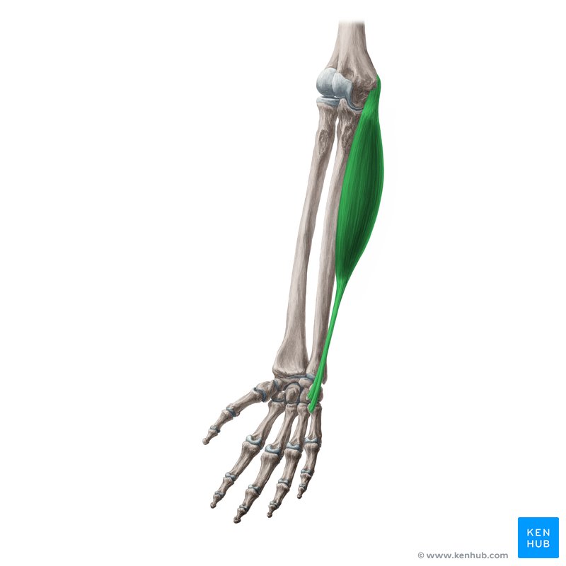 <p>Flexor carpi ulnaris Innervation</p>