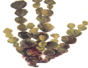 <p>Oddelenie:</p><p>Trieda: </p><p>Rad:</p><p>Druh: </p>