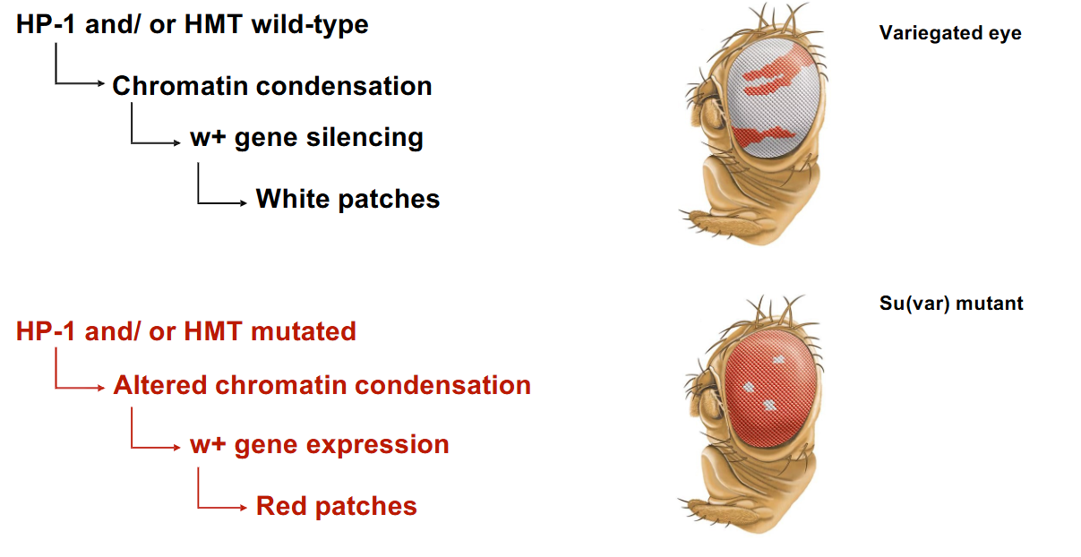 <ul><li><p>If HP-1 and/or HMTs are <strong>wild-type</strong>, the <span style="font-family: KaTeX_Main, "Times New Roman", serif; line-height: 1.2; font-size: 1.21em;">w+</span> gene can be silenced by chromatin condensation, resulting in <strong>white patches</strong>.</p></li><li><p>If HP-1 and/or HMTs are <strong>mutated</strong>, the chromatin condensation is altered, allowing <span style="font-family: KaTeX_Main, "Times New Roman", serif; line-height: 1.2; font-size: 1.21em;">w+</span> gene expression in some cells that would otherwise be silenced, leading to <strong>red patches</strong>.</p></li></ul><p></p>