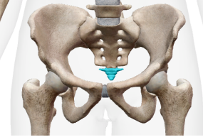 <p><span style="background-color: transparent;">Identify the bone of the appendicular skeleton</span></p>